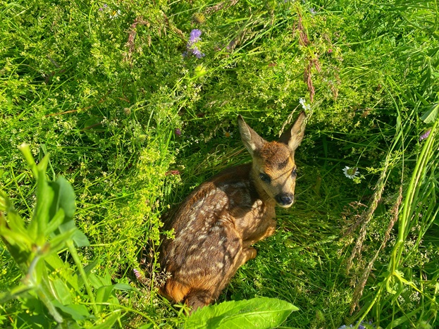 Landkreis Diepholz: Gerät soll Rehkitze, junge Hasen und andere Wildtiere  warnen